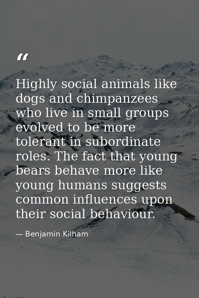 Highly social animals like dogs and chimpanzees who live in small groups evolved to be more tolerant in subordinate role — Benjamin Kilham
