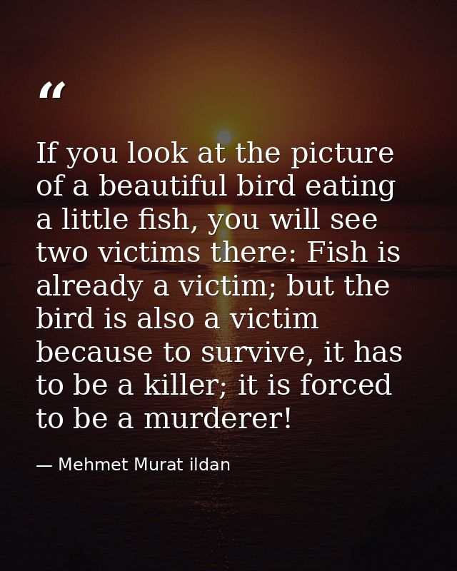 If you look at the picture of a beautiful bird eating a little fish, you will see two victims there: Fish is already a v — Mehmet Murat ildan