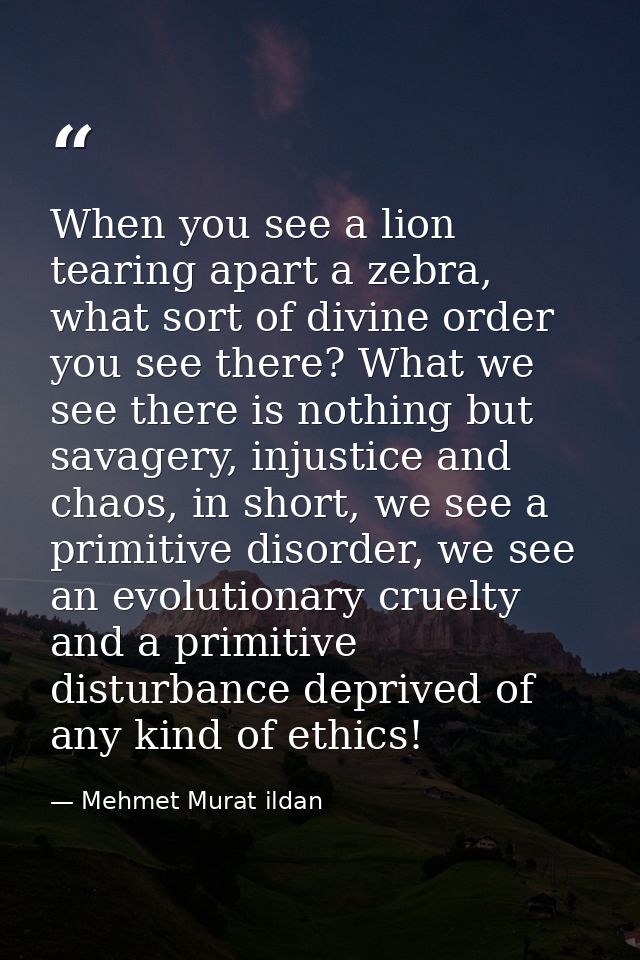 When you see a lion tearing apart a zebra, what sort of divine order you see there? What we see there is nothing but sav — Mehmet Murat ildan