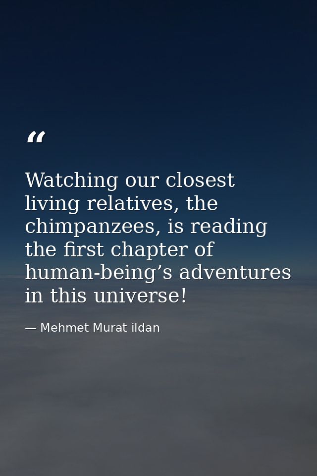 Watching our closest living relatives, the chimpanzees, is reading the first chapter of human-being’s adventures in this — Mehmet Murat ildan
