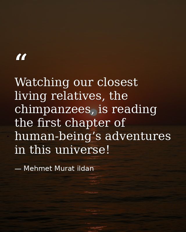 Watching our closest living relatives, the chimpanzees, is reading the first chapter of human-being’s adventures in this — Mehmet Murat ildan
