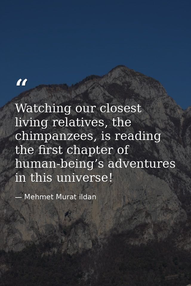 Watching our closest living relatives, the chimpanzees, is reading the first chapter of human-being’s adventures in this — Mehmet Murat ildan