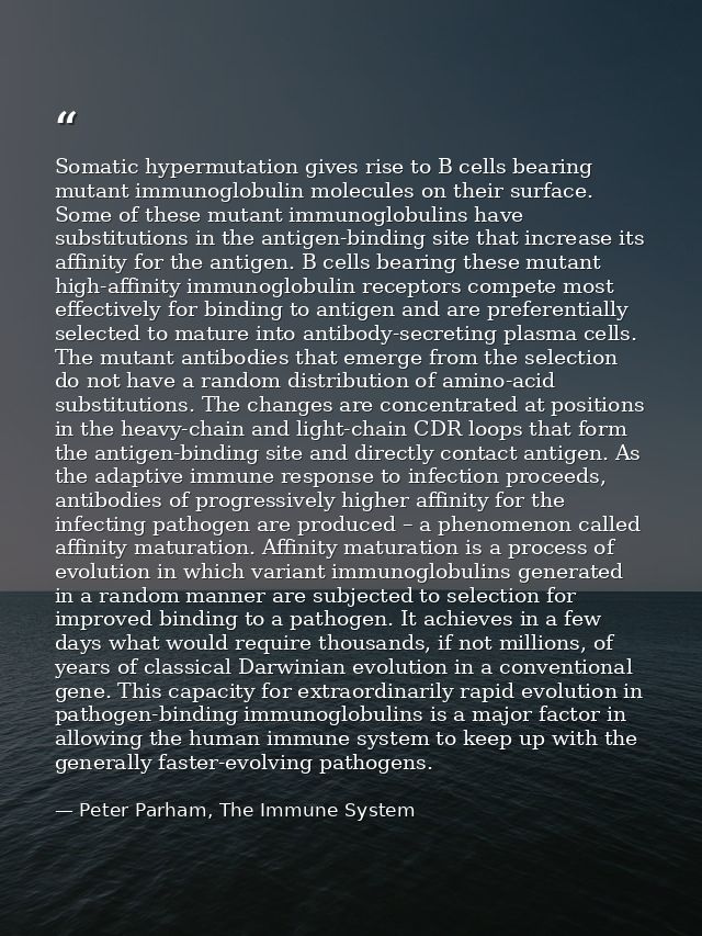 Somatic hypermutation gives rise to B cells bearing mutant immunoglobulin molecules on their surface. Some of these muta — Peter Parham, The Immune System