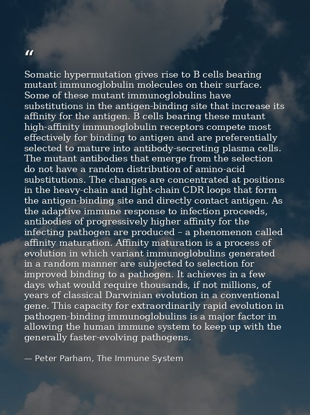 Somatic hypermutation gives rise to B cells bearing mutant immunoglobulin molecules on their surface. Some of these muta — Peter Parham, The Immune System