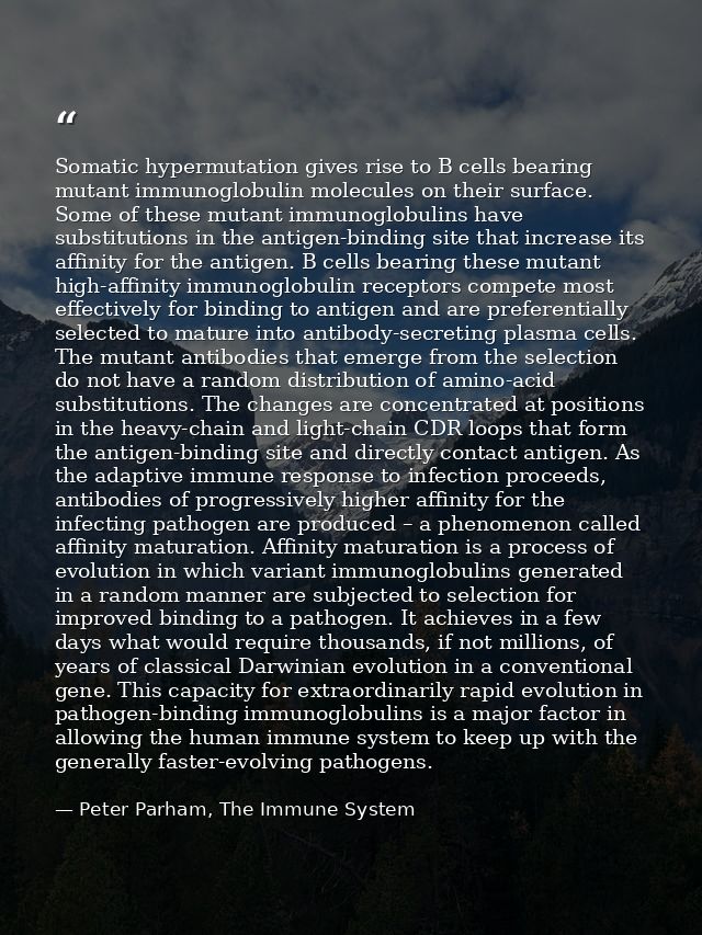 Somatic hypermutation gives rise to B cells bearing mutant immunoglobulin molecules on their surface. Some of these muta — Peter Parham, The Immune System