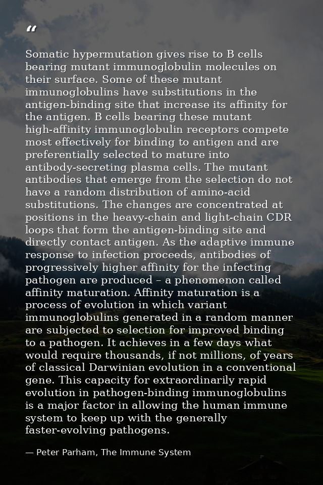Somatic hypermutation gives rise to B cells bearing mutant immunoglobulin molecules on their surface. Some of these muta — Peter Parham, The Immune System