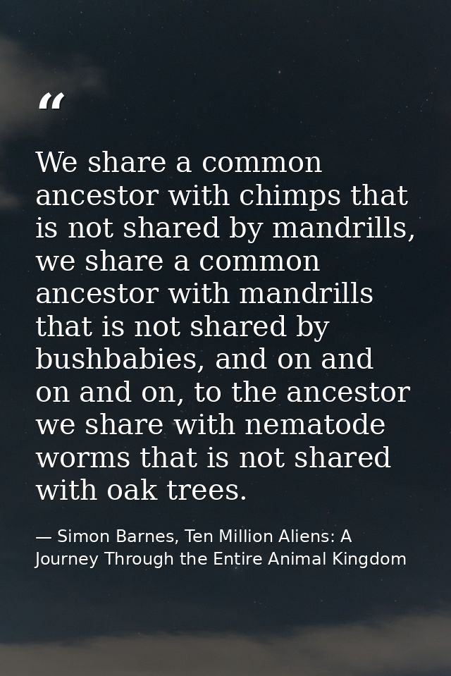 We share a common ancestor with chimps that is not shared by mandrills, we share a common ancestor with mandrills that i — Simon Barnes, Ten Million Aliens: A Journey Through the Entire Animal Kingdom