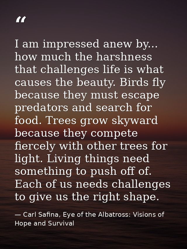I am impressed anew by... how much the harshness that challenges life is what causes the beauty. Birds fly because they  — Carl Safina, Eye of the Albatross: Visions of Hope and Survival