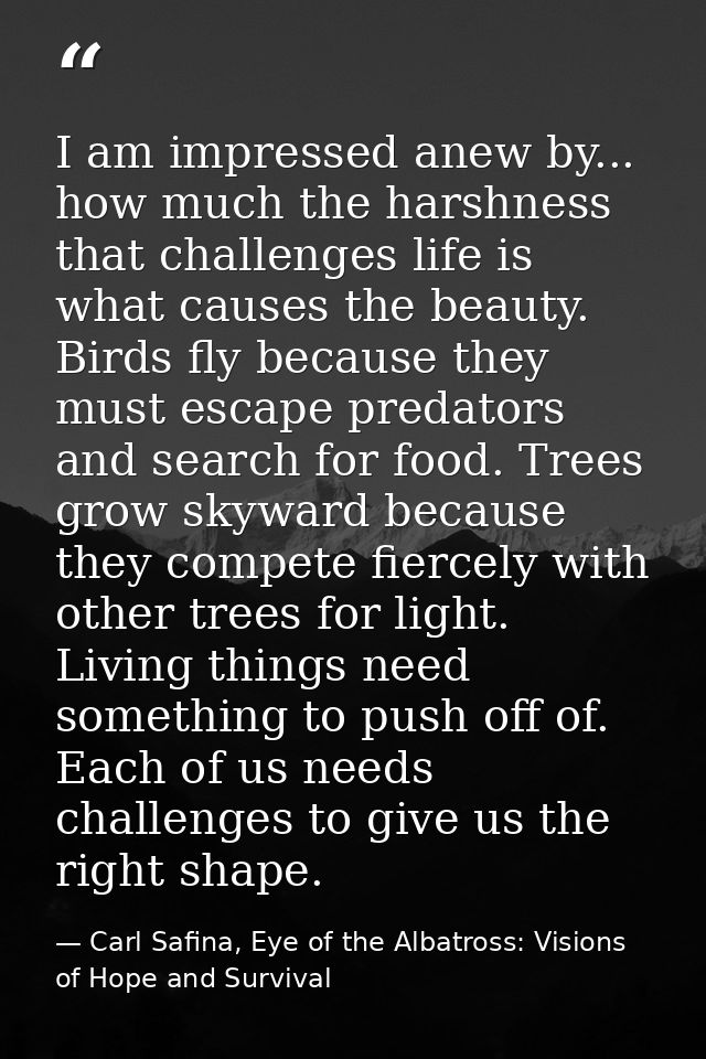 I am impressed anew by... how much the harshness that challenges life is what causes the beauty. Birds fly because they  — Carl Safina, Eye of the Albatross: Visions of Hope and Survival
