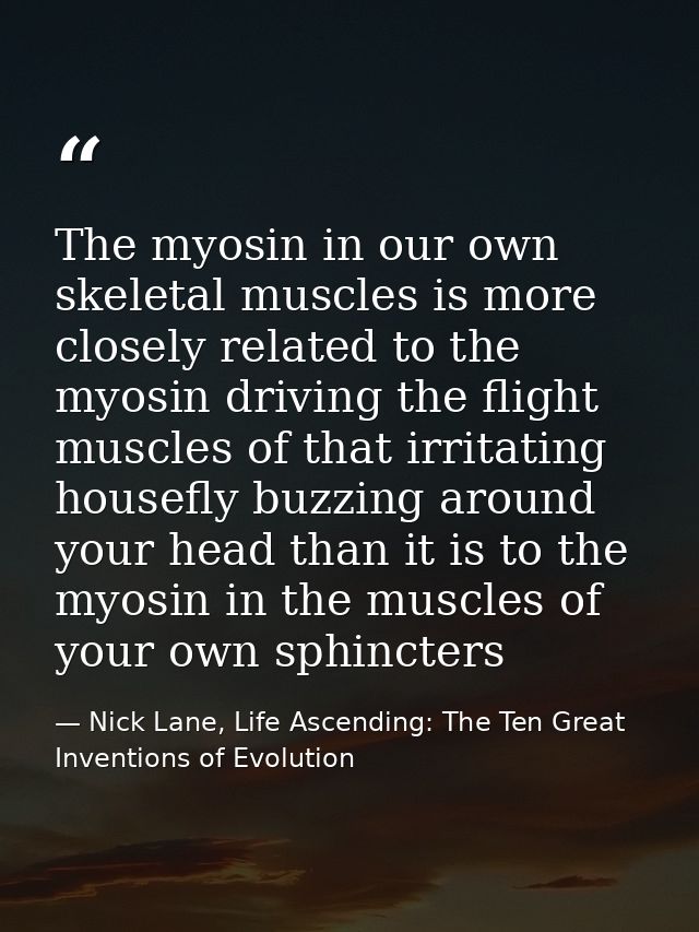 The myosin in our own skeletal muscles is more closely related to the myosin driving the flight muscles of that irritati — Nick Lane, Life Ascending: The Ten Great Inventions of Evolution