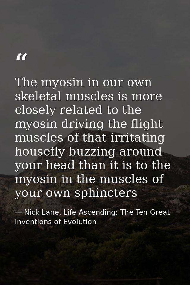 The myosin in our own skeletal muscles is more closely related to the myosin driving the flight muscles of that irritati — Nick Lane, Life Ascending: The Ten Great Inventions of Evolution