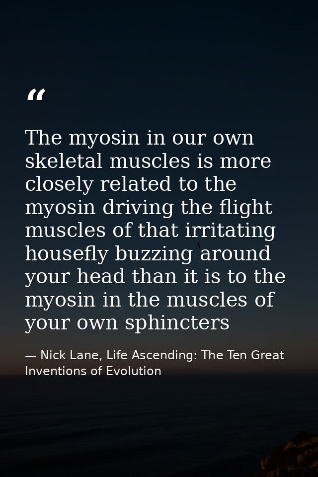 The myosin in our own skeletal muscles is more closely related to the myosin driving the flight muscles of that irritati — Nick Lane, Life Ascending: The Ten Great Inventions of Evolution