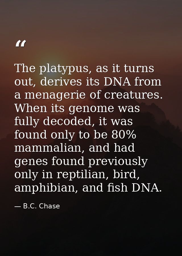 The platypus, as it turns out, derives its DNA from a menagerie of creatures. When its genome was fully decoded, it was  — B.C. Chase