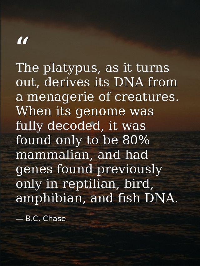 The platypus, as it turns out, derives its DNA from a menagerie of creatures. When its genome was fully decoded, it was  — B.C. Chase