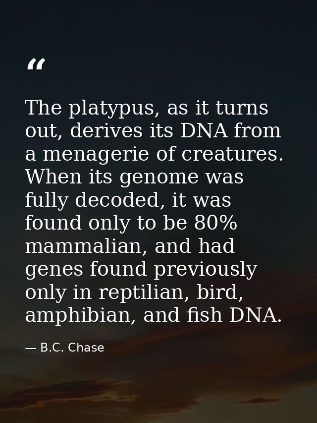 The platypus, as it turns out, derives its DNA from a menagerie of creatures. When its genome was fully decoded, it was  — B.C. Chase