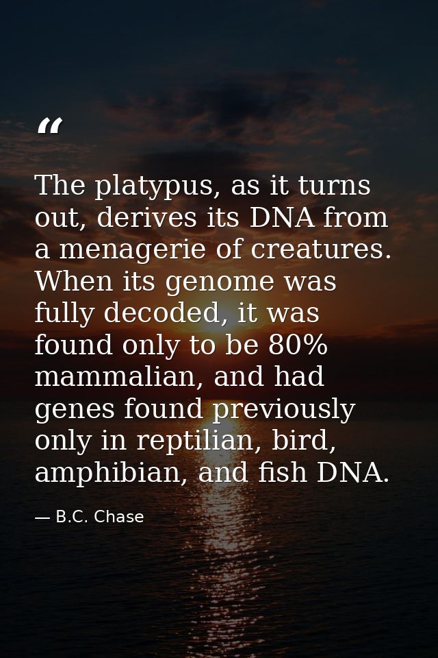 The platypus, as it turns out, derives its DNA from a menagerie of creatures. When its genome was fully decoded, it was  — B.C. Chase