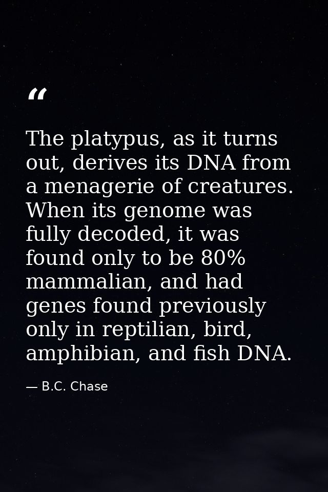 The platypus, as it turns out, derives its DNA from a menagerie of creatures. When its genome was fully decoded, it was  — B.C. Chase