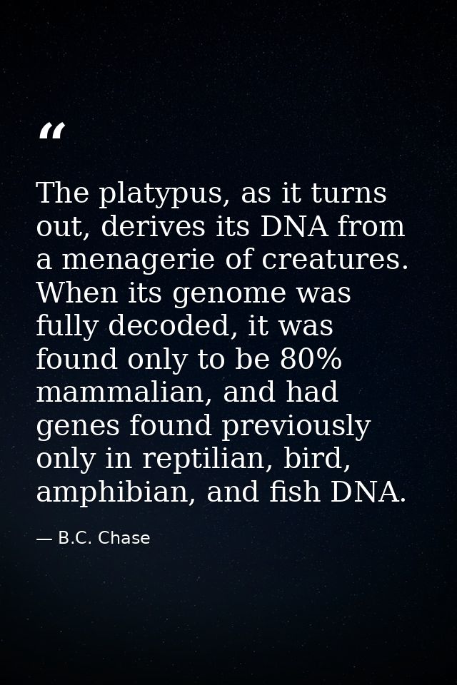 The platypus, as it turns out, derives its DNA from a menagerie of creatures. When its genome was fully decoded, it was  — B.C. Chase
