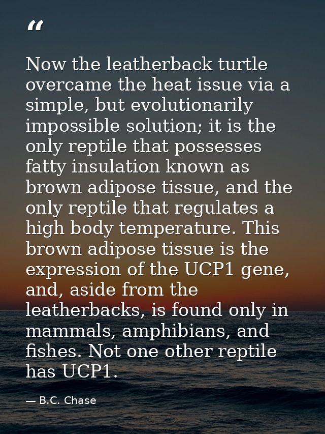 Now the leatherback turtle overcame the heat issue via a simple, but evolutionarily impossible solution; it is the only  — B.C. Chase