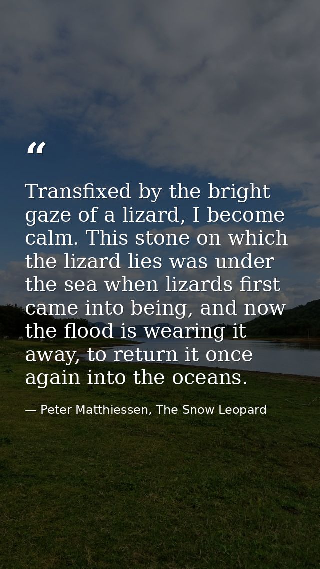 Transfixed by the bright gaze of a lizard, I become calm. This stone on which the lizard lies was under the sea when liz — Peter Matthiessen, The Snow Leopard