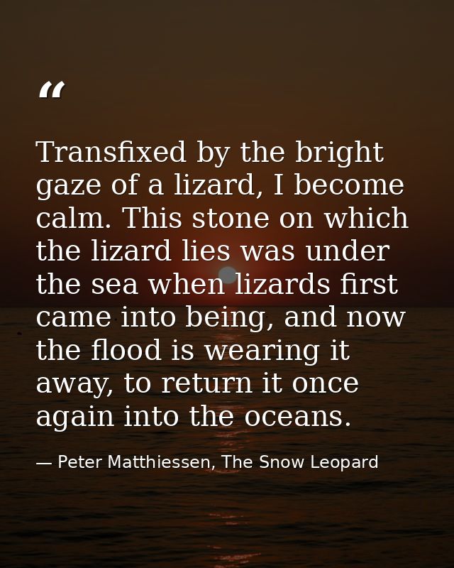 Transfixed by the bright gaze of a lizard, I become calm. This stone on which the lizard lies was under the sea when liz — Peter Matthiessen, The Snow Leopard