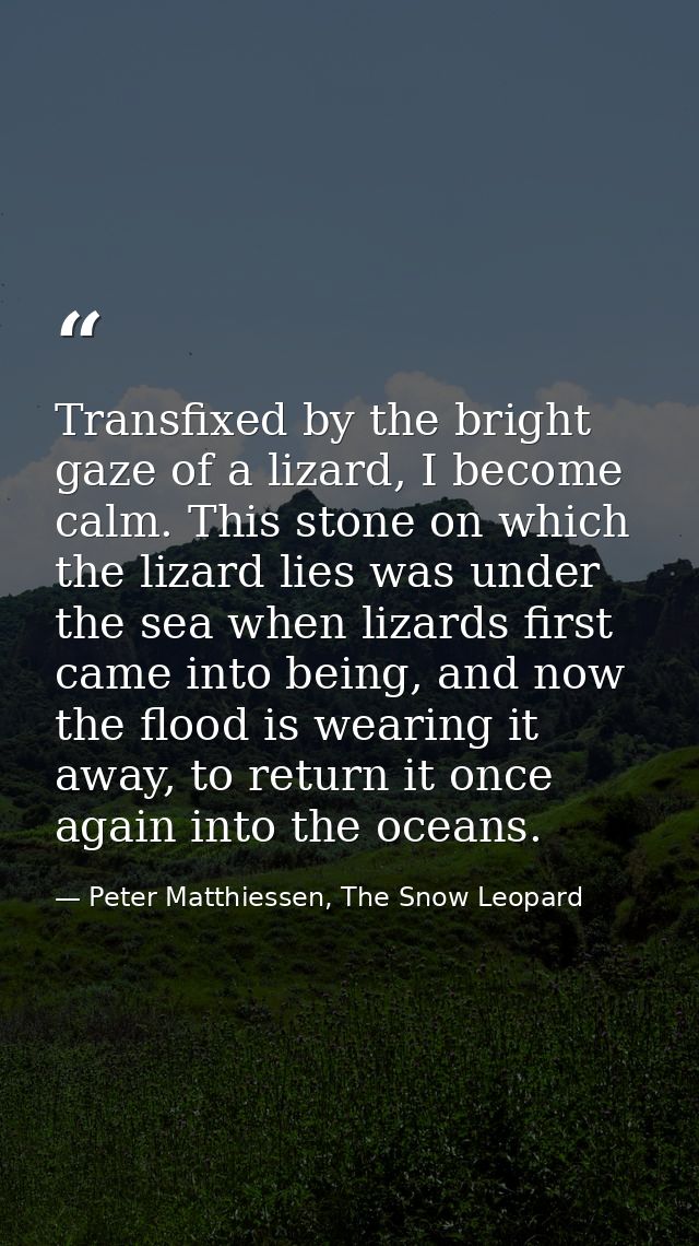Transfixed by the bright gaze of a lizard, I become calm. This stone on which the lizard lies was under the sea when liz — Peter Matthiessen, The Snow Leopard