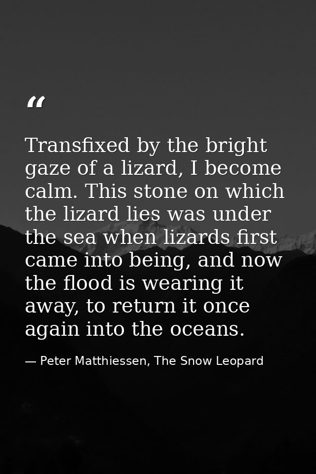 Transfixed by the bright gaze of a lizard, I become calm. This stone on which the lizard lies was under the sea when liz — Peter Matthiessen, The Snow Leopard