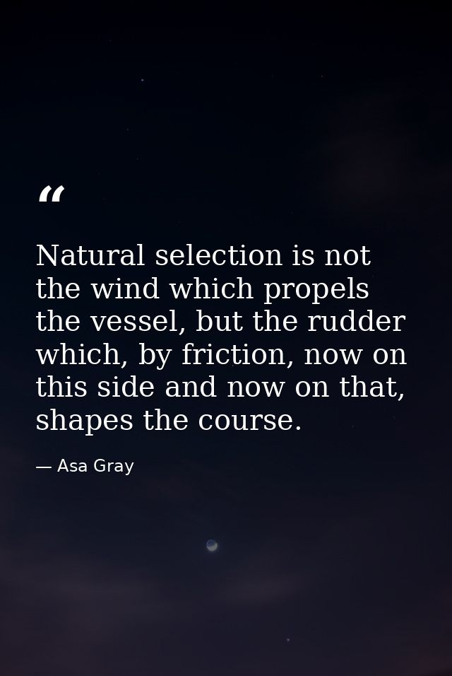 Natural selection is not the wind which propels the vessel, but the rudder which, by friction, now on this side and now  — Asa Gray