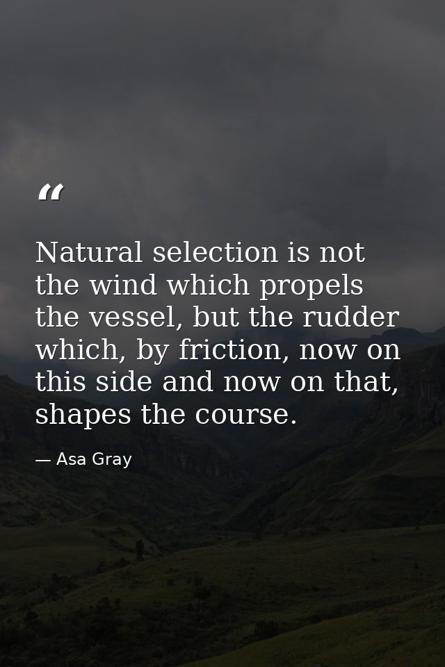 Natural selection is not the wind which propels the vessel, but the rudder which, by friction, now on this side and now  — Asa Gray