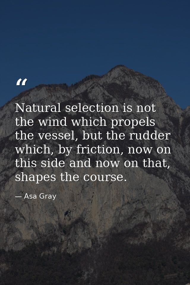 Natural selection is not the wind which propels the vessel, but the rudder which, by friction, now on this side and now  — Asa Gray