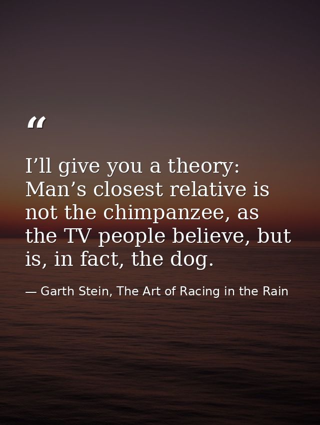 I’ll give you a theory: Man’s closest relative is not the chimpanzee, as the TV people believe, but is, in fact, the dog — Garth Stein, The Art of Racing in the Rain