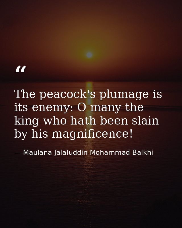 The peacock's plumage is its enemy: O many the king who hath been slain by his magnificence! — Maulana Jalaluddin Mohammad Balkhi