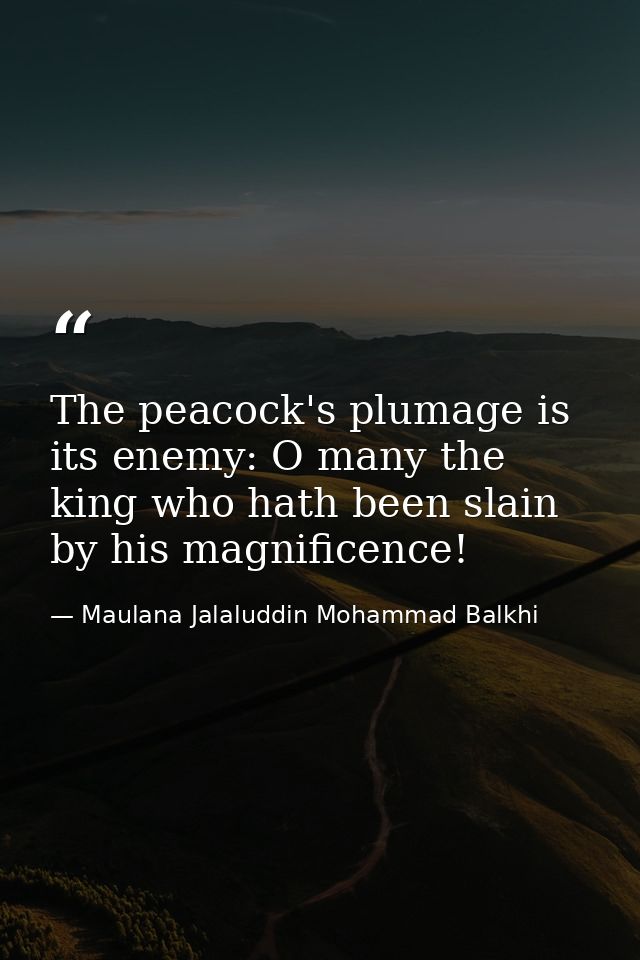 The peacock's plumage is its enemy: O many the king who hath been slain by his magnificence! — Maulana Jalaluddin Mohammad Balkhi