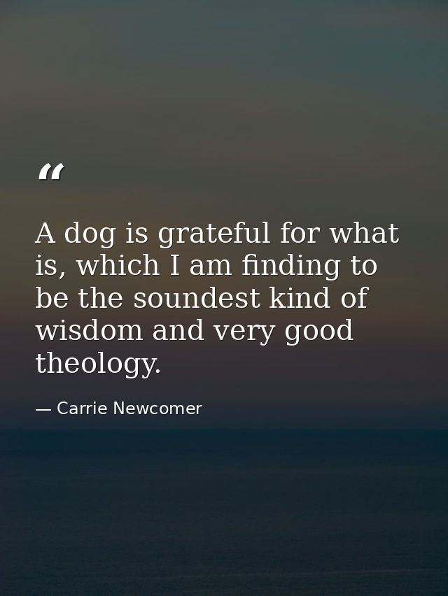 A dog is grateful for what is, which I am finding to be the soundest kind of wisdom and very good theology. — Carrie Newcomer