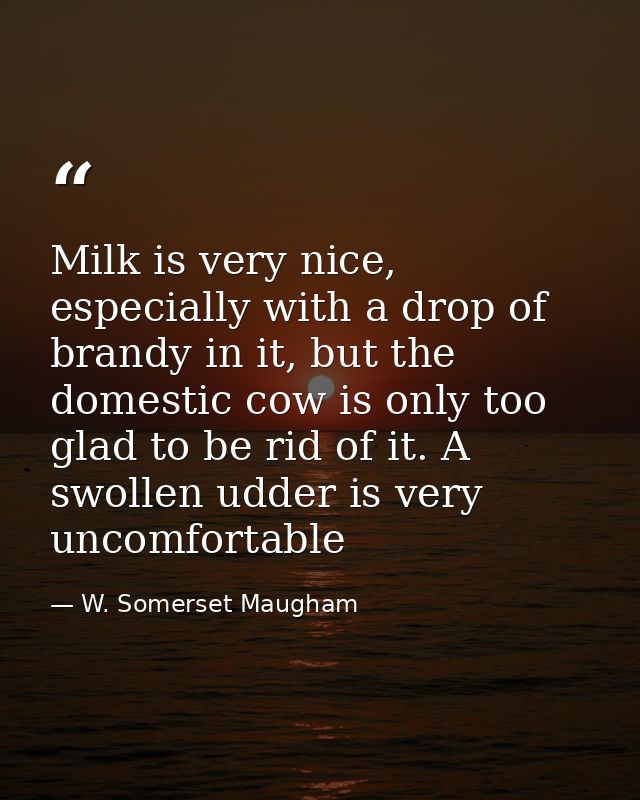Milk is very nice, especially with a drop of brandy in it, but the domestic cow is only too glad to be rid of it. A swol — W. Somerset Maugham