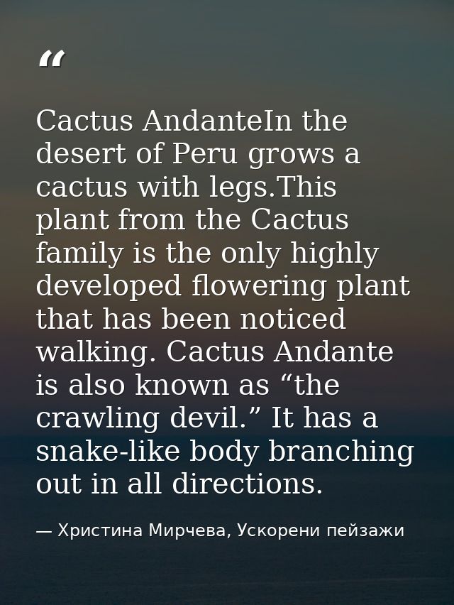 Cactus AndanteIn the desert of Peru grows a cactus with legs.This plant from the Cactus family is the only highly develo — Христина Мирчева, Ускорени пейзажи