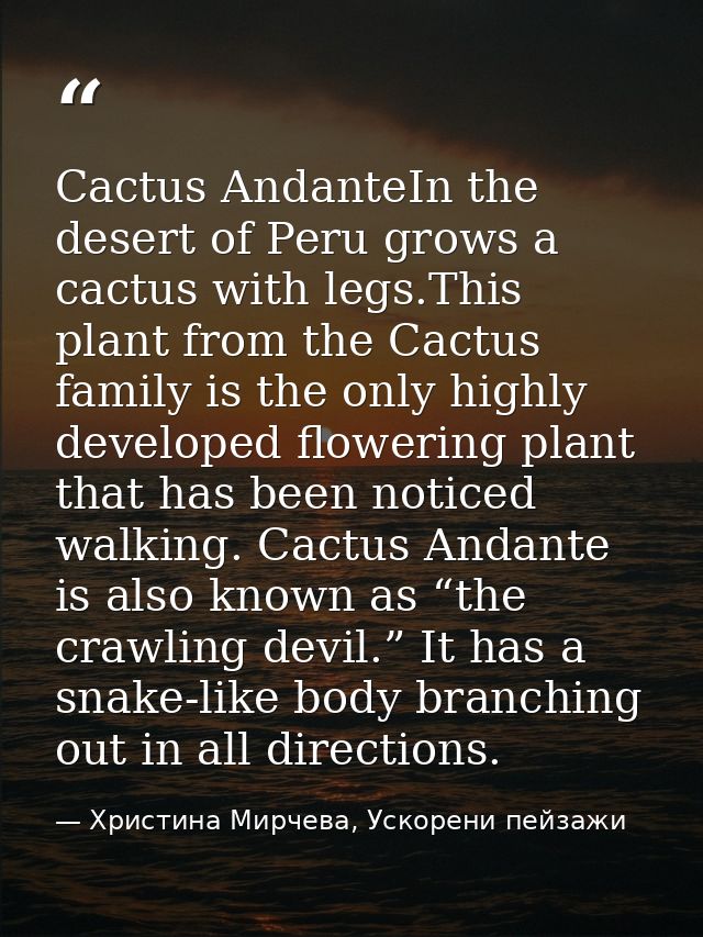 Cactus AndanteIn the desert of Peru grows a cactus with legs.This plant from the Cactus family is the only highly develo — Христина Мирчева, Ускорени пейзажи