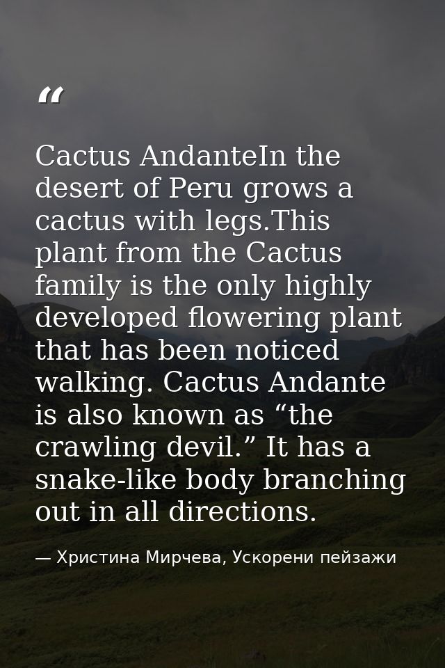 Cactus AndanteIn the desert of Peru grows a cactus with legs.This plant from the Cactus family is the only highly develo — Христина Мирчева, Ускорени пейзажи