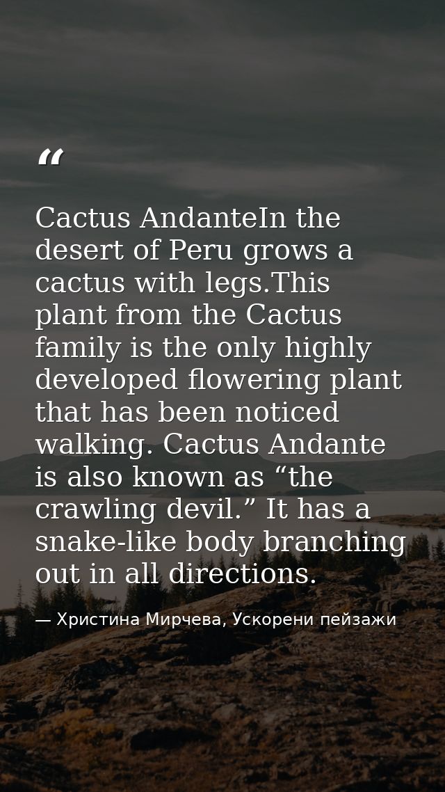 Cactus AndanteIn the desert of Peru grows a cactus with legs.This plant from the Cactus family is the only highly develo — Христина Мирчева, Ускорени пейзажи