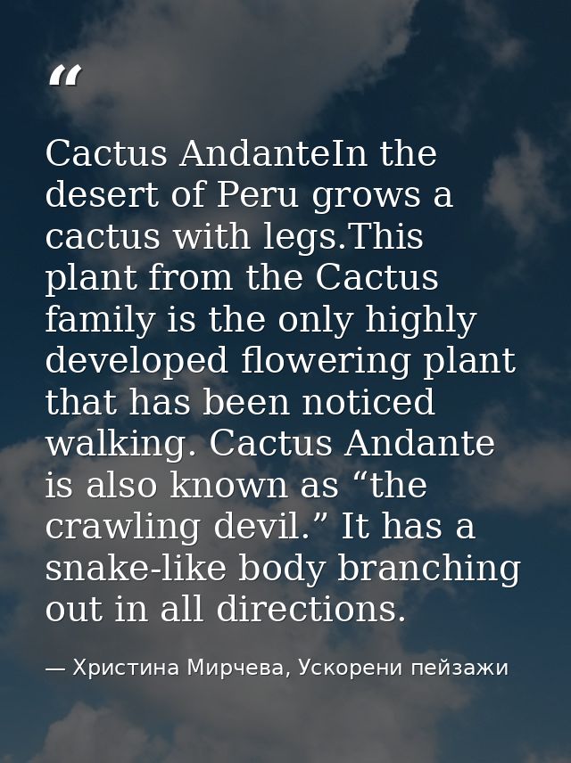 Cactus AndanteIn the desert of Peru grows a cactus with legs.This plant from the Cactus family is the only highly develo — Христина Мирчева, Ускорени пейзажи