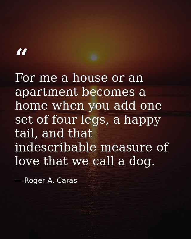 For me a house or an apartment becomes a home when you add one set of four legs, a happy tail, and that indescribable me — Roger A. Caras