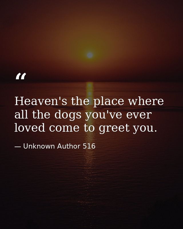 Heaven's the place where all the dogs you've ever loved come to greet you. — Unknown Author 516