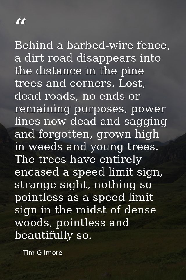 Behind a barbed-wire fence, a dirt road disappears into the distance in the pine trees and corners. Lost, dead roads, no — Tim Gilmore