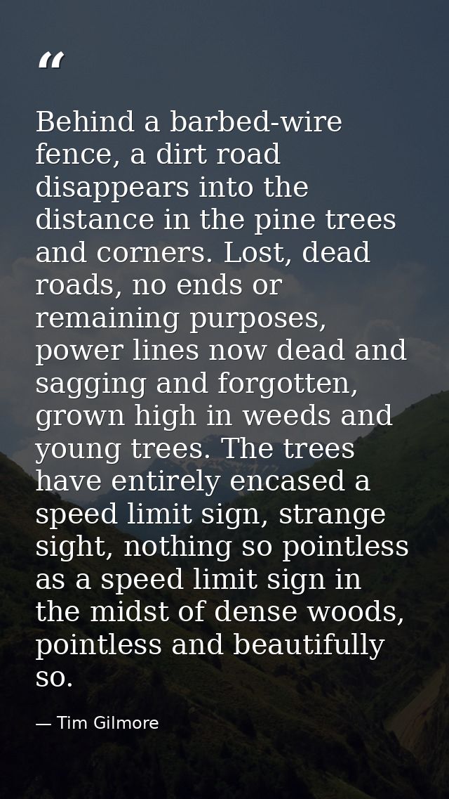 Behind a barbed-wire fence, a dirt road disappears into the distance in the pine trees and corners. Lost, dead roads, no — Tim Gilmore