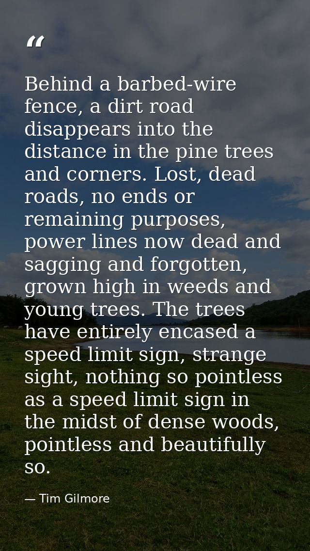 Behind a barbed-wire fence, a dirt road disappears into the distance in the pine trees and corners. Lost, dead roads, no — Tim Gilmore