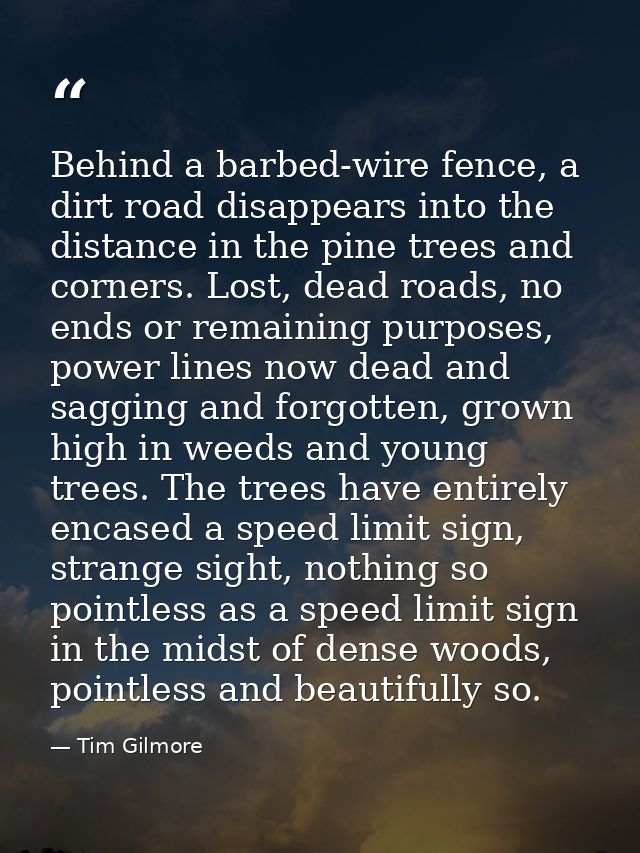 Behind a barbed-wire fence, a dirt road disappears into the distance in the pine trees and corners. Lost, dead roads, no — Tim Gilmore