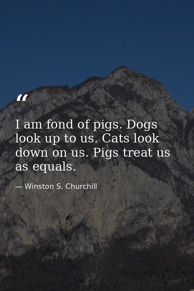 I am fond of pigs. Dogs look up to us. Cats look down on us. Pigs treat us as equals. — Winston S. Churchill