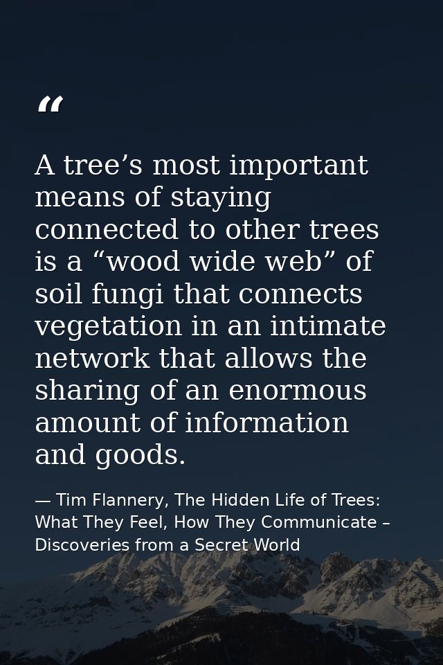 A tree’s most important means of staying connected to other trees is a “wood wide web” of soil fungi that connects veget — Tim Flannery, The Hidden Life of Trees: What They Feel, How They Communicate – Discoveries from a Secret World