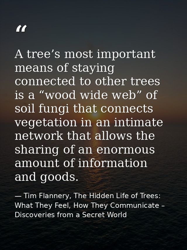 A tree’s most important means of staying connected to other trees is a “wood wide web” of soil fungi that connects veget — Tim Flannery, The Hidden Life of Trees: What They Feel, How They Communicate – Discoveries from a Secret World