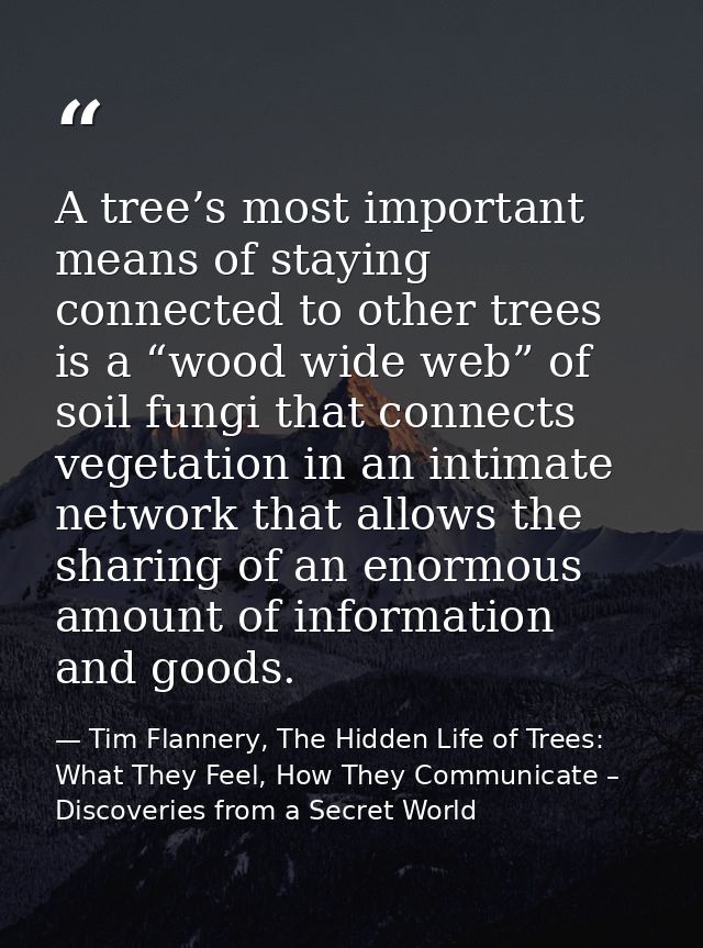 A tree’s most important means of staying connected to other trees is a “wood wide web” of soil fungi that connects veget — Tim Flannery, The Hidden Life of Trees: What They Feel, How They Communicate – Discoveries from a Secret World